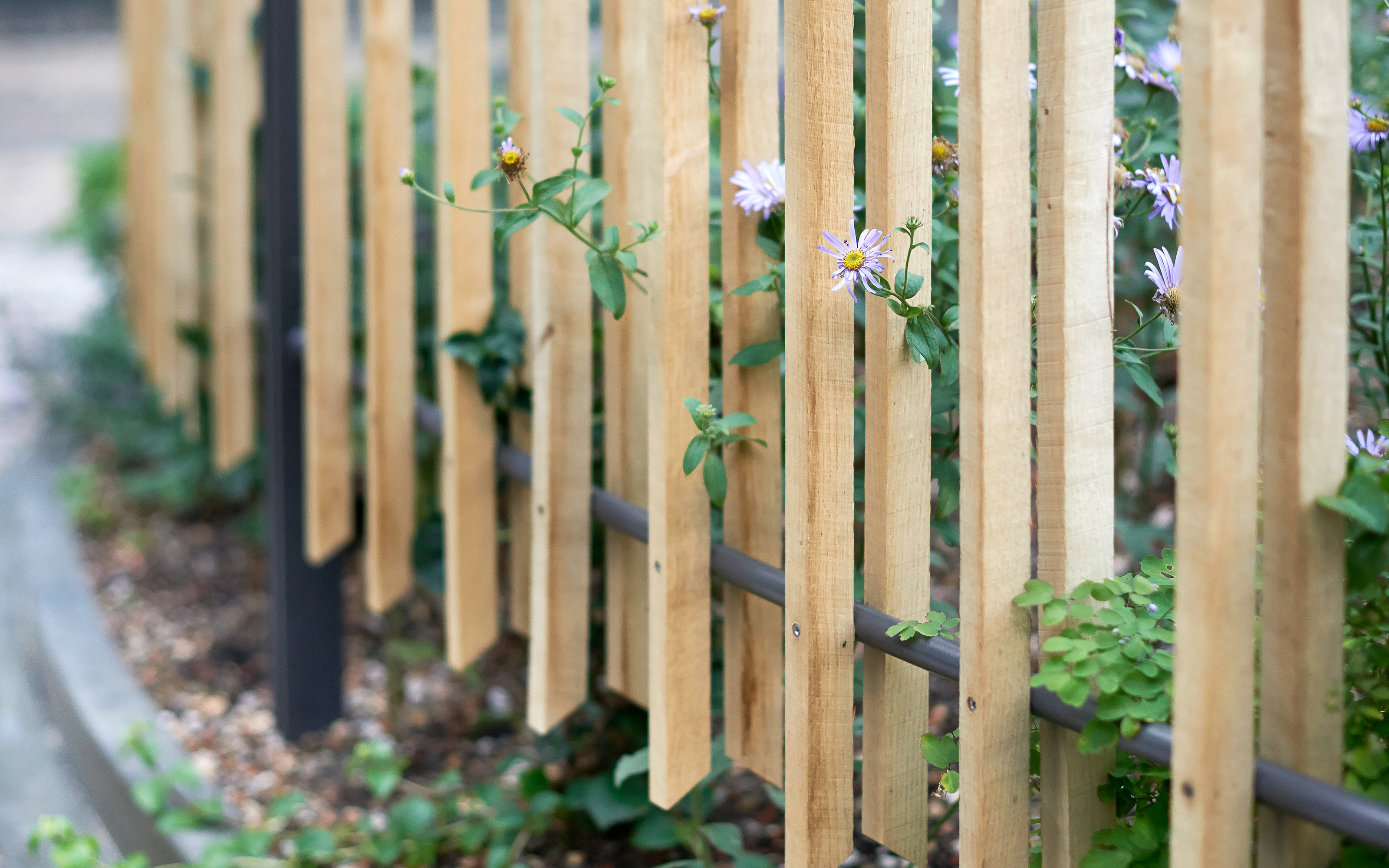 Climbing plants